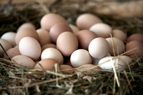 Farm Fresh Hinchliffe's Eggs