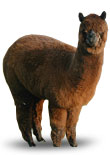 Alpaca