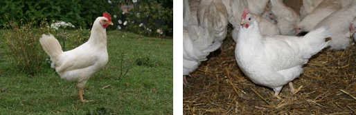 White Leghorn