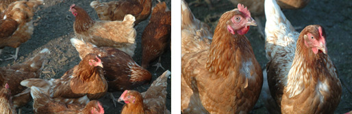 Lohman+brown+chickens