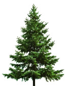 Christmas trees for sale