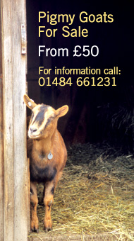 Goats for sale