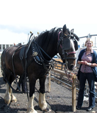 Horse 1