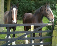 Horse 1