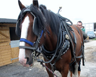 Horse 1