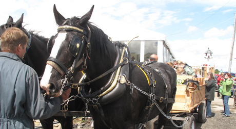 Holme Valley Heavy Horses