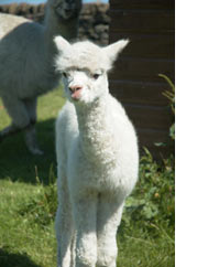 Baby alpaca: Lulu