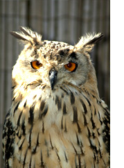 Bengal Owl