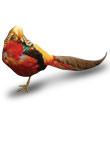 Chinese pheasant