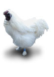 Silkie