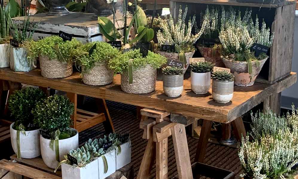 STEMS DESIGN We are delighted that Stems Design are now in our Farm Shop. If you haven't seen their amazing flowers and plants yet, pop in and take a peek!
