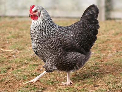 Speckled Rock Chickens