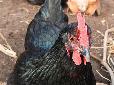 Nero Chickens